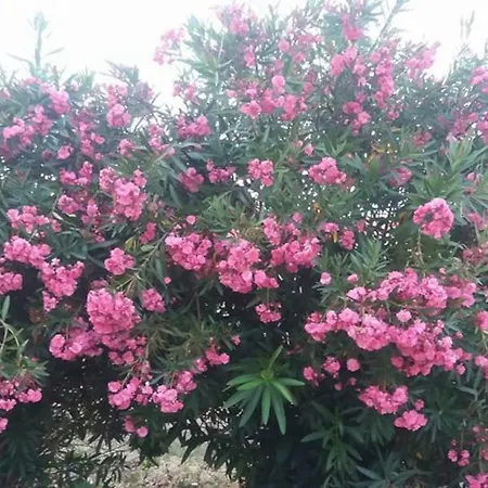 빌라 Acharavi, Next To The 아카라비